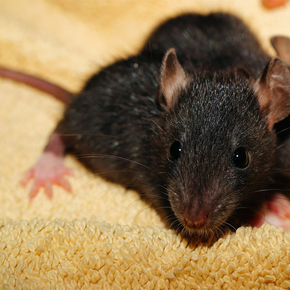 Žiurkės ir pelės